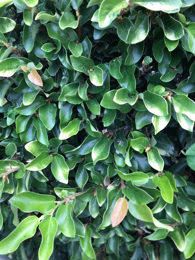 Galpinia transvaalica leaf