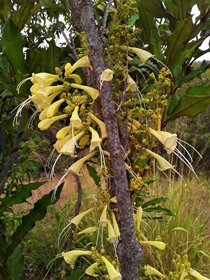 Oxera gmelinoides — houseplant care guide