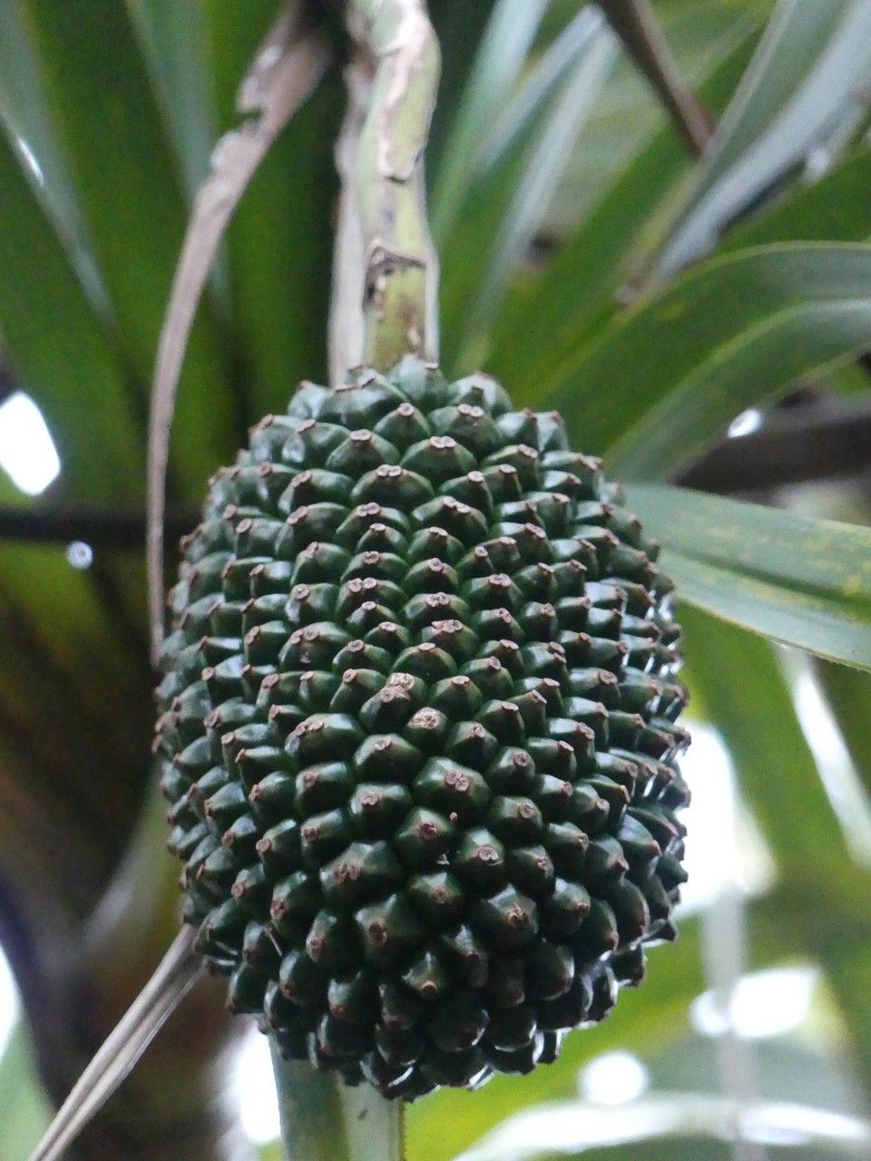 Pandanus montanus fruit