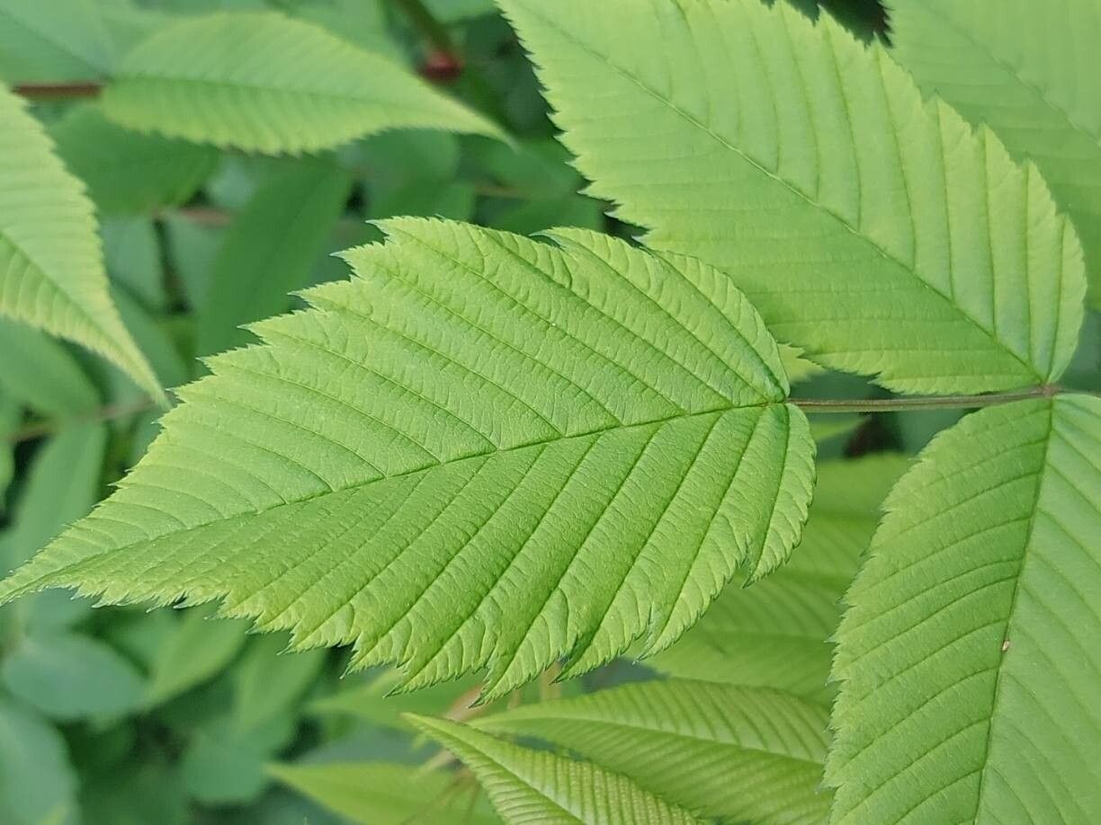 Sorbaria grandiflora
