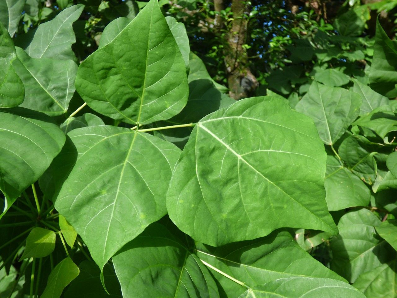 Erythrina corallodendrum leaf
