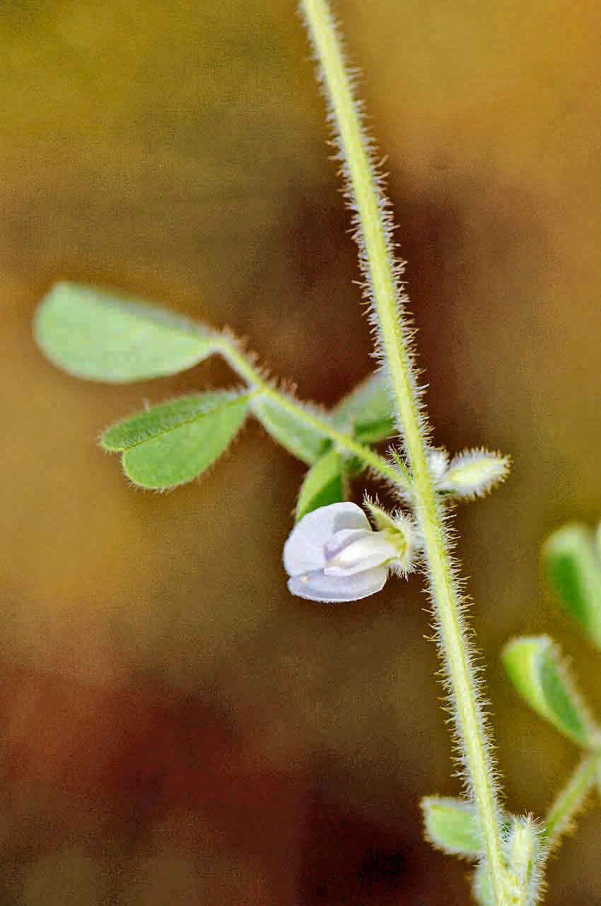 Tephrosia uniflora flower