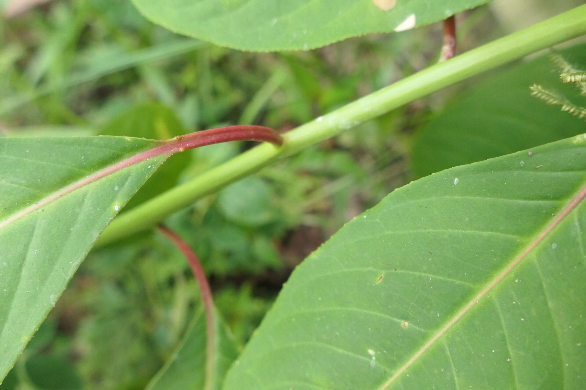 Sapium marmieri bark