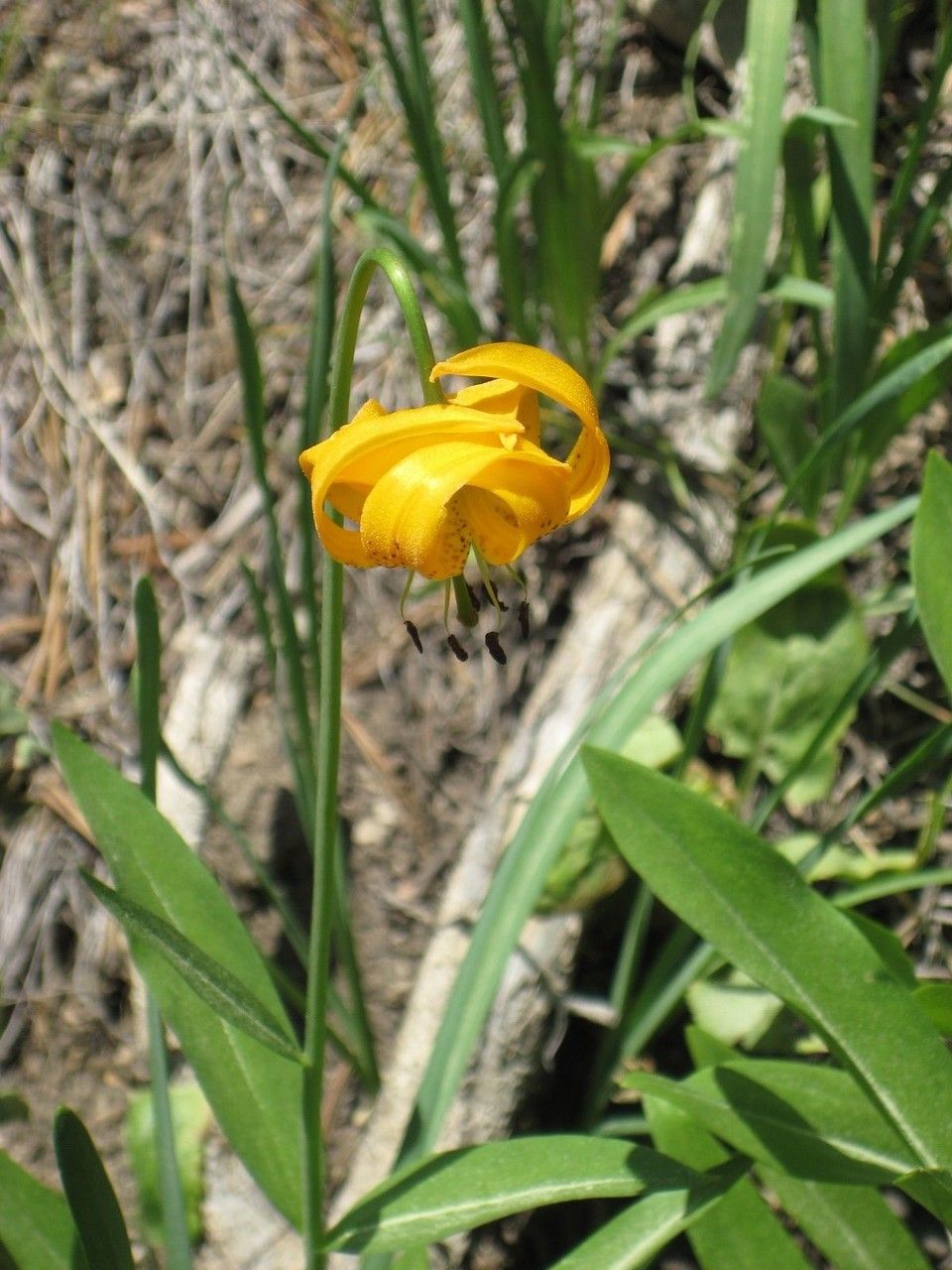 Lilium kelleyanum habit