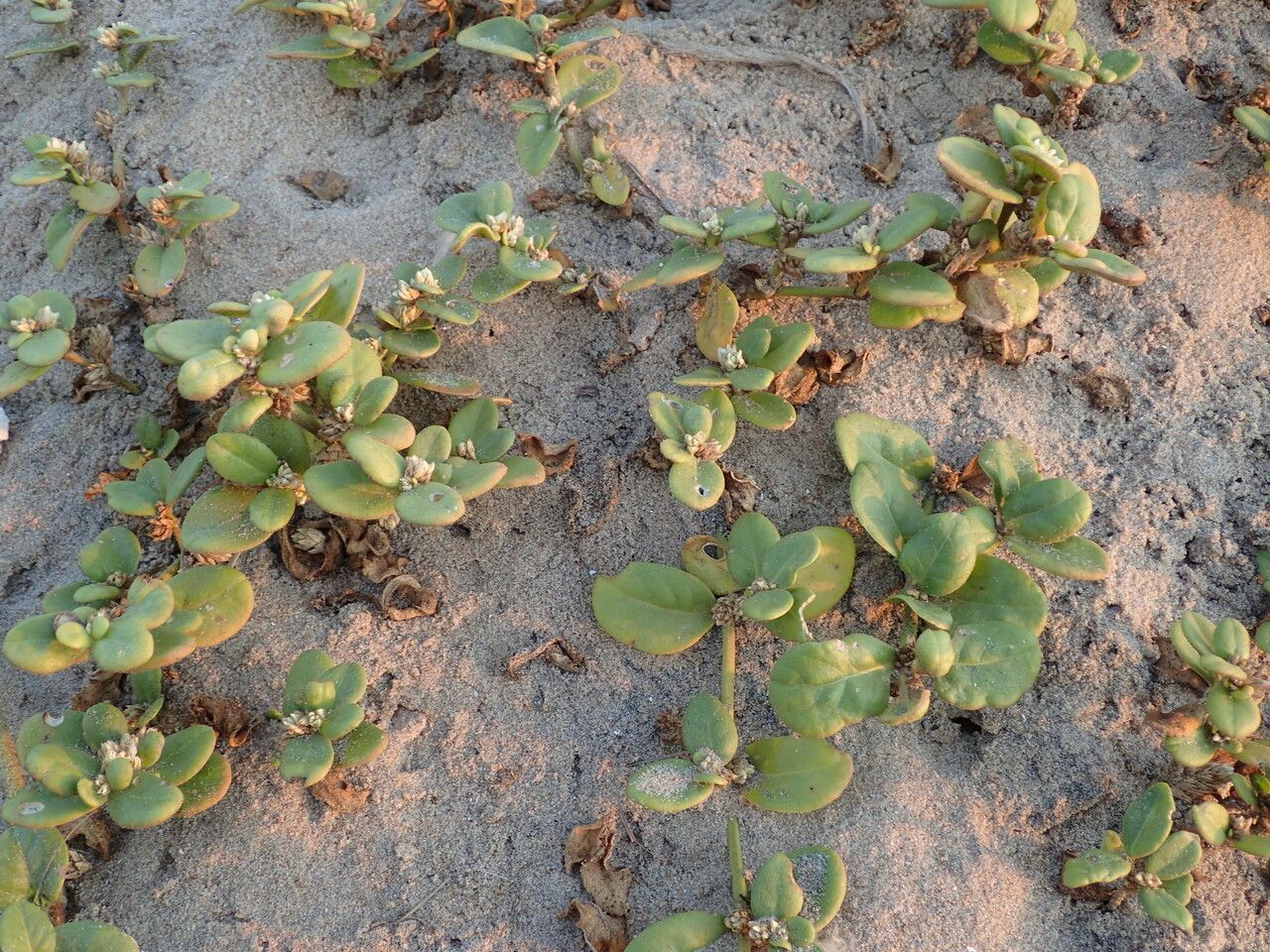 Alternanthera littoralis habit