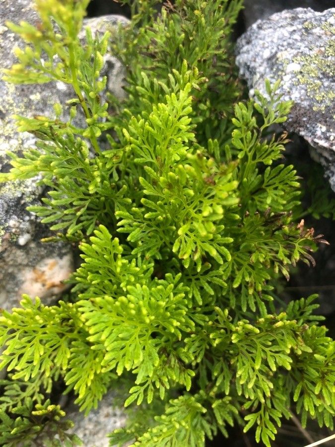 Cryptogramma crispa — search result for 'Pteridaceae'