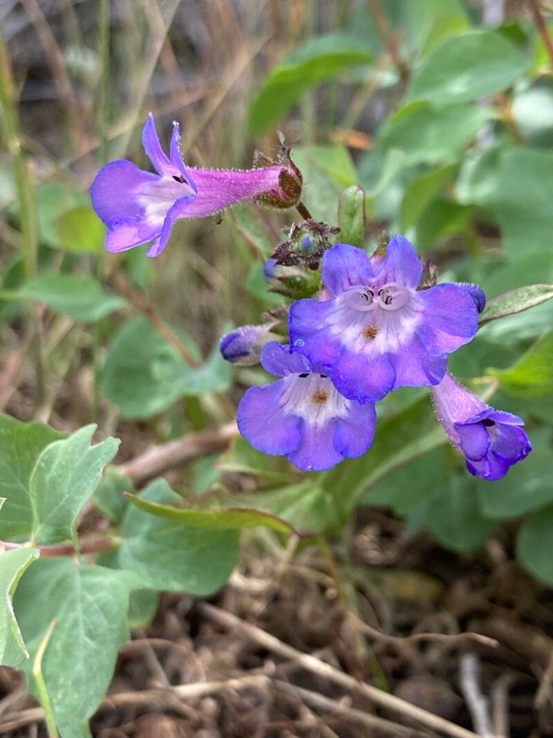 Penstemon albertinus flower