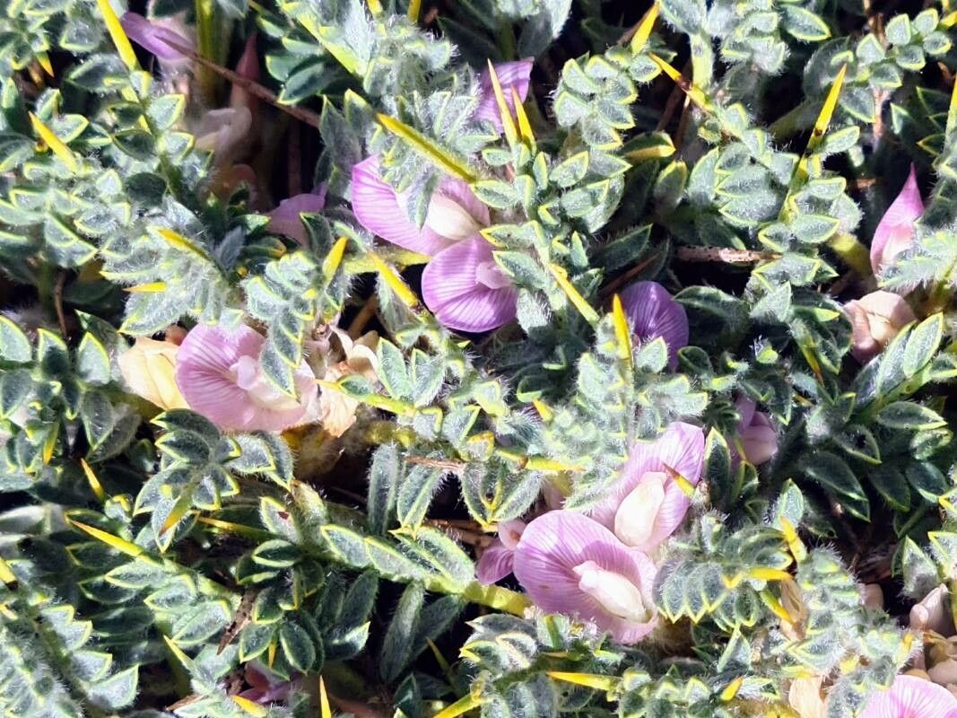 Astragalus creticus flower