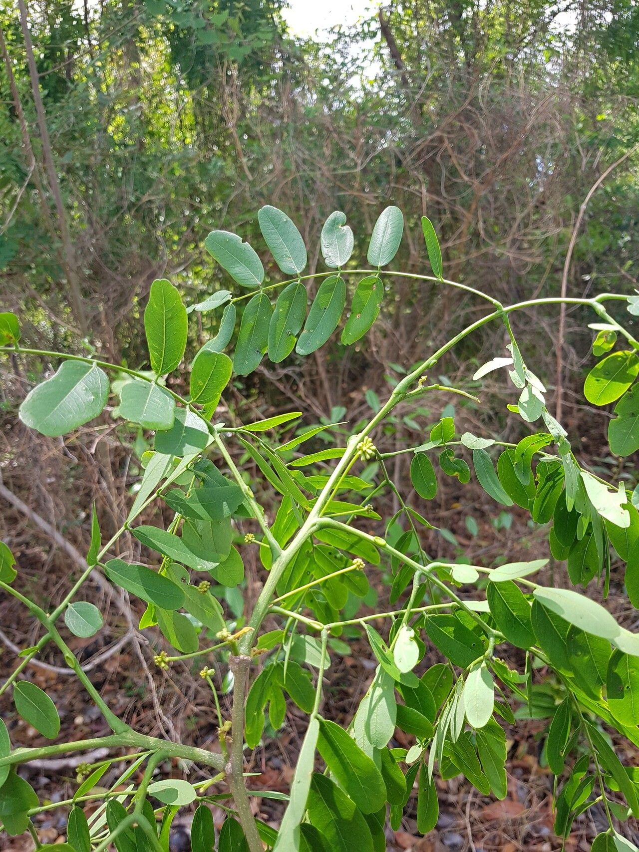Albizia boivinii — search result for 'Albizia'