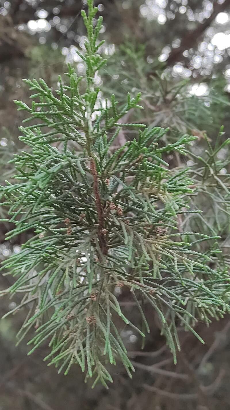 Juniperus turbinata — search result for 'Juniperus'