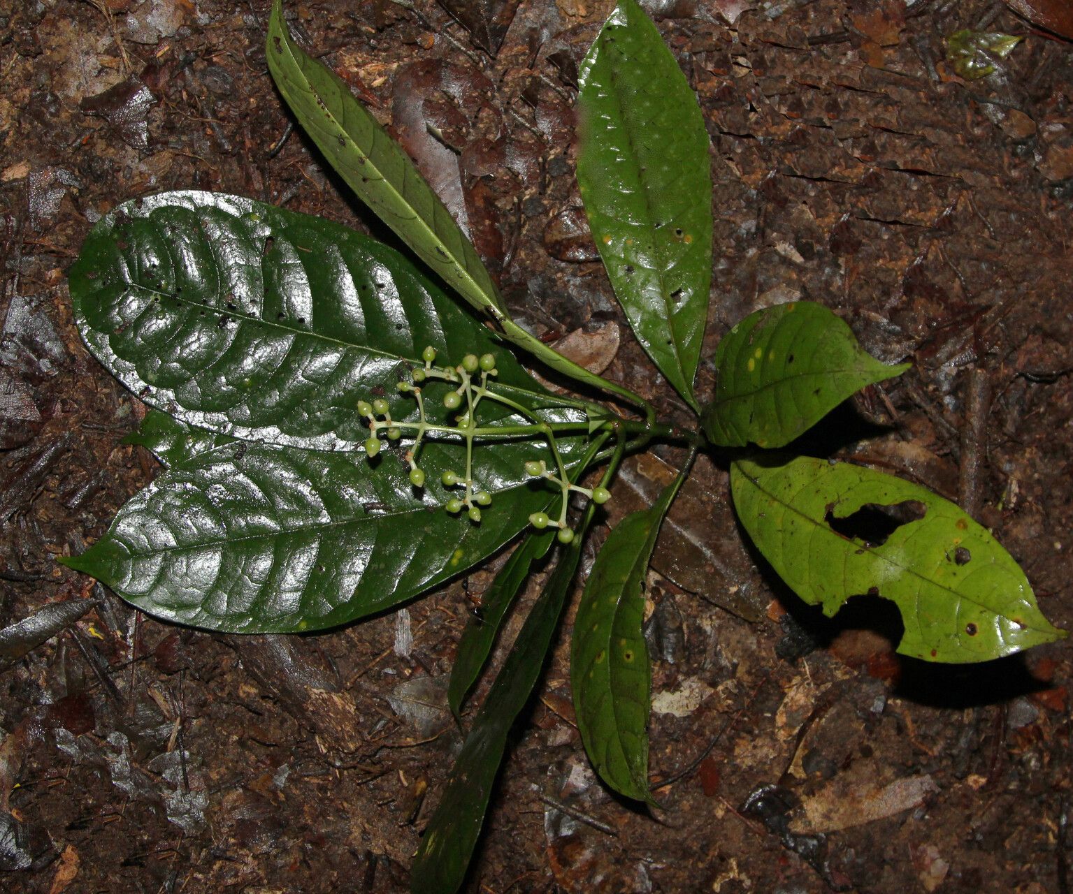 Psychotria droissartii habit
