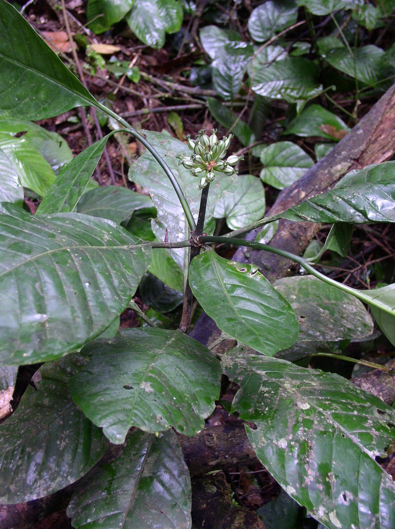 Psychotria sonkeana habit