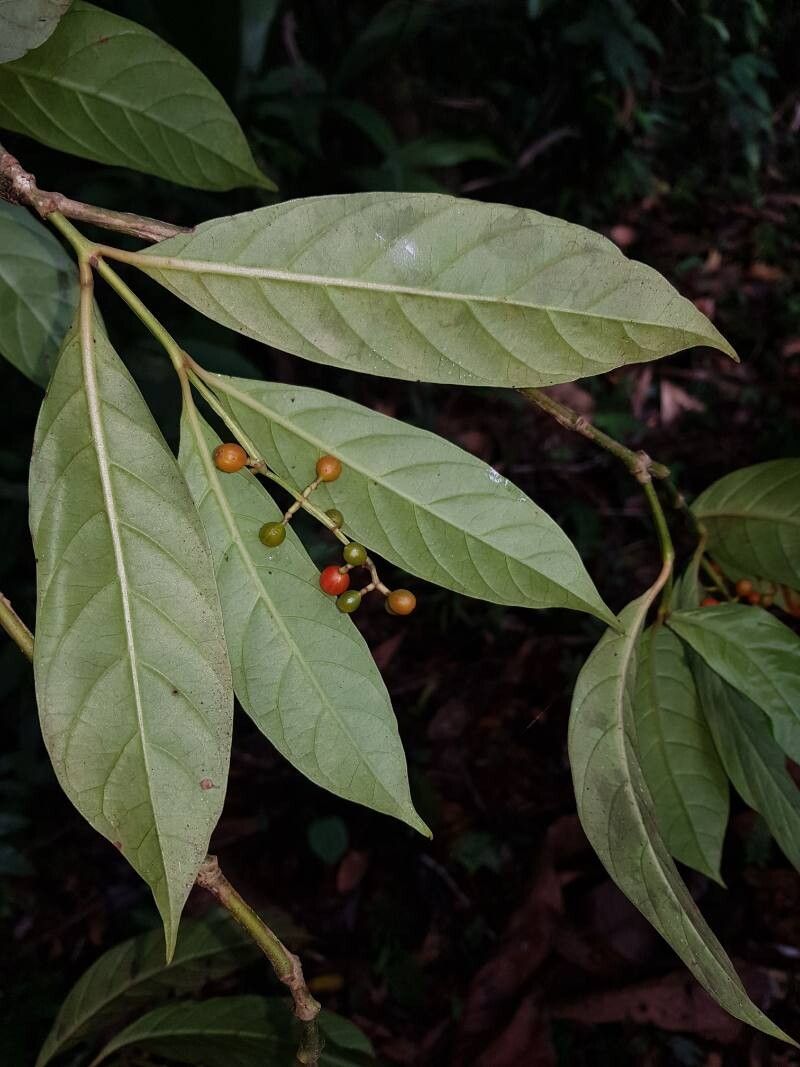 Psychotria remota leaf