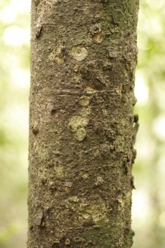 Rhodostemonodaphne rufovirgata bark
