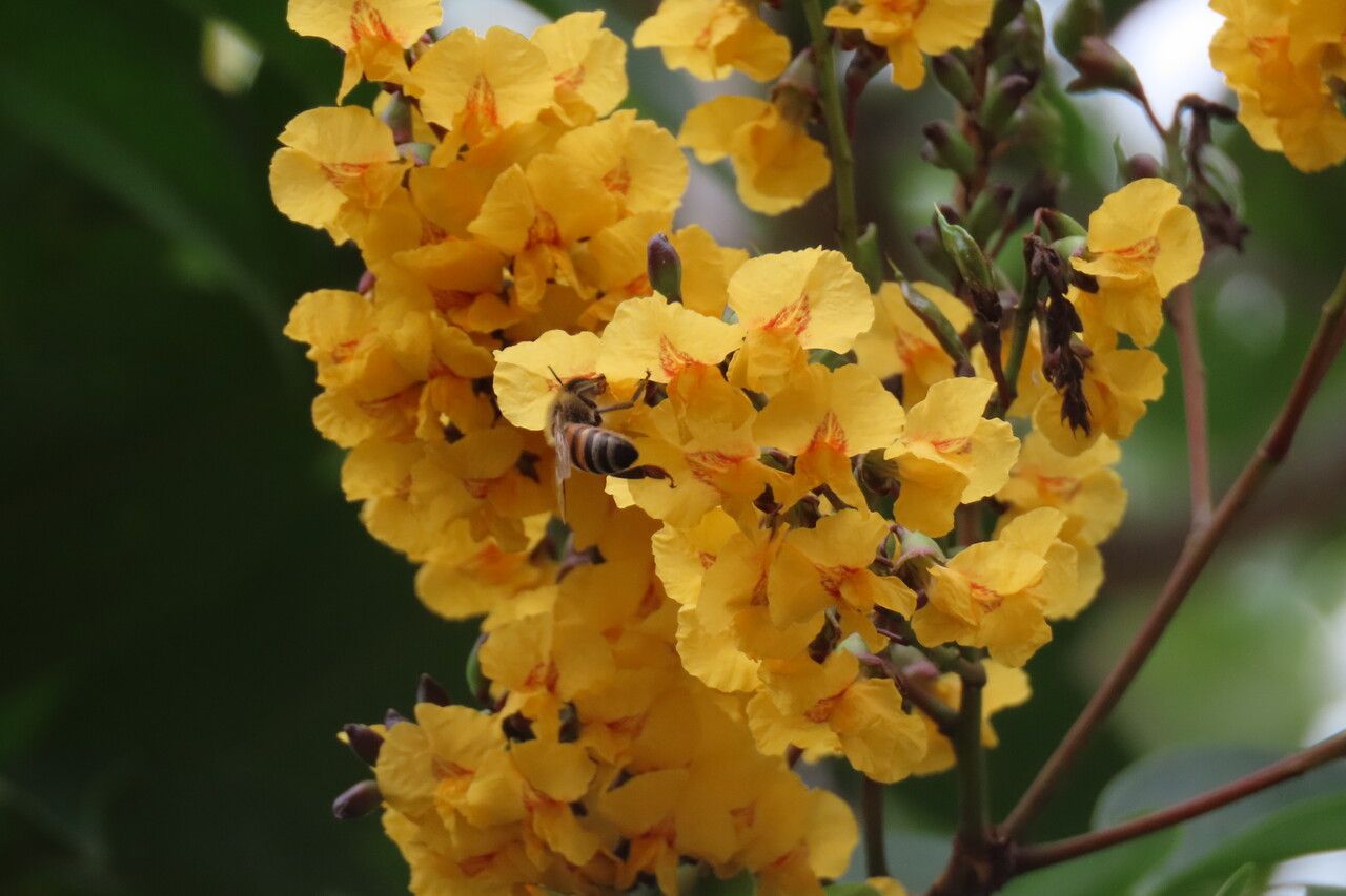 Pterocarpus officinalis flower