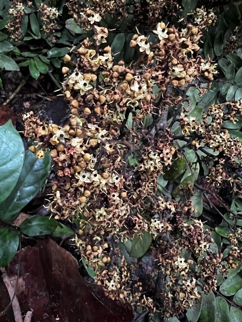 Dialium dinklagei flower