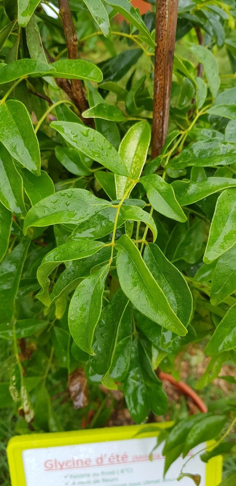Wisteriopsis japonica — related species from the same genus