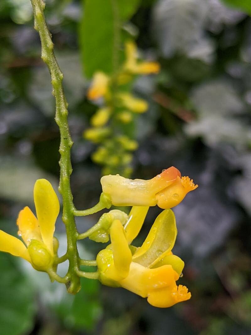 Polygala fallax flower