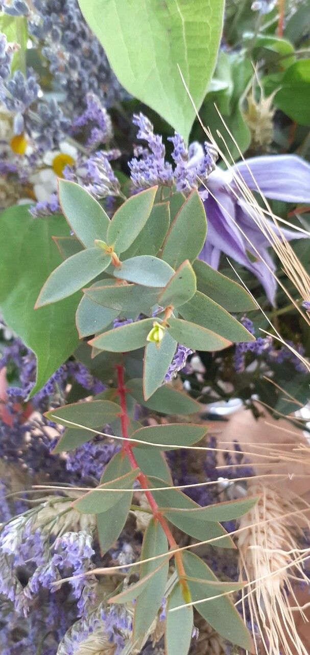 Eucalyptus coccifera leaf