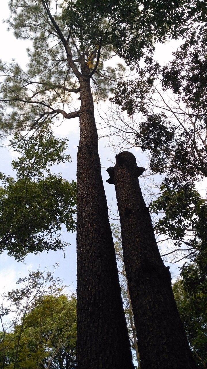 Pinus merkusii habit
