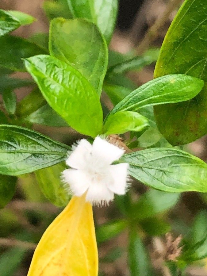 Serissa japonica flower