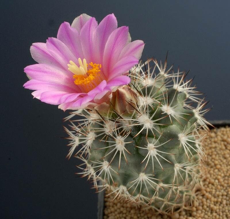 Sclerocactus warnockii flower