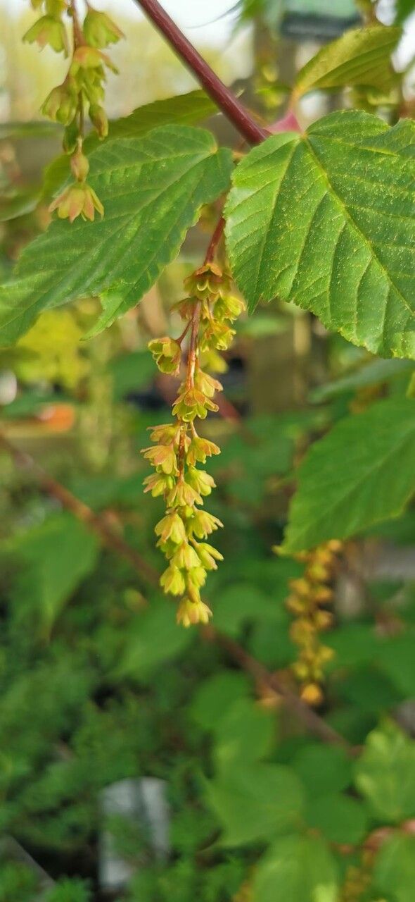 Acer cissifolium flower