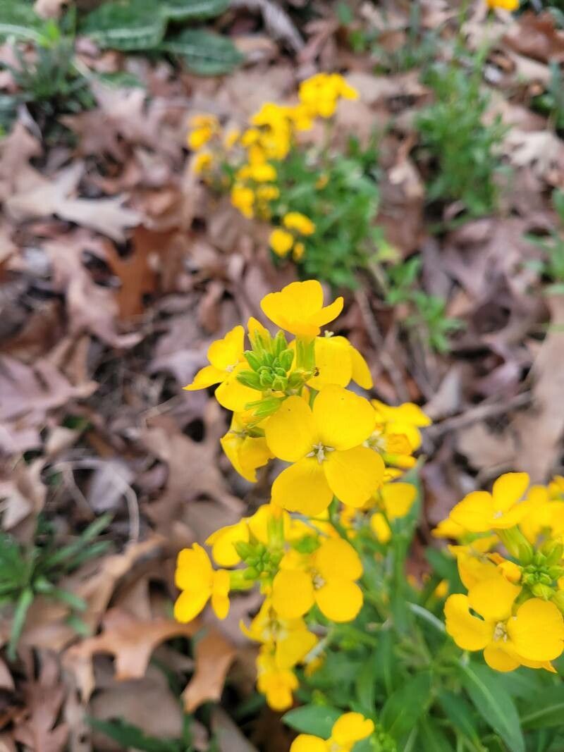 Draba helleriana flower