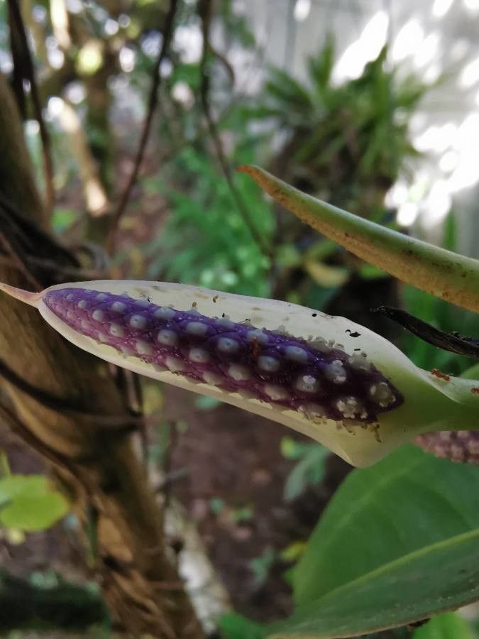 Anthurium obtusum flower