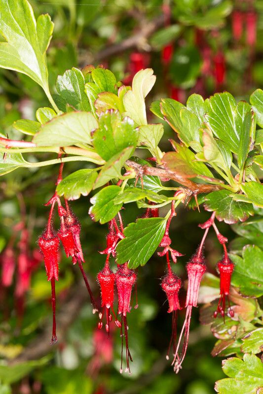Ribes speciosum flower
