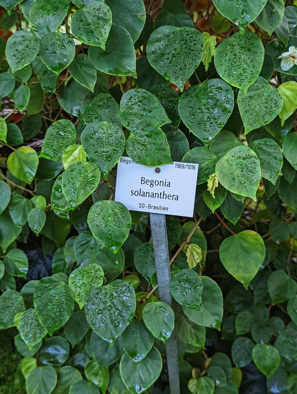 Begonia solananthera — houseplant care guide