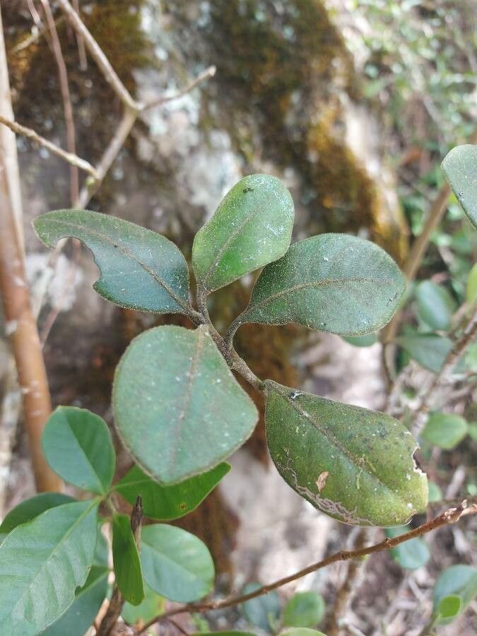 Turraea monticola leaf