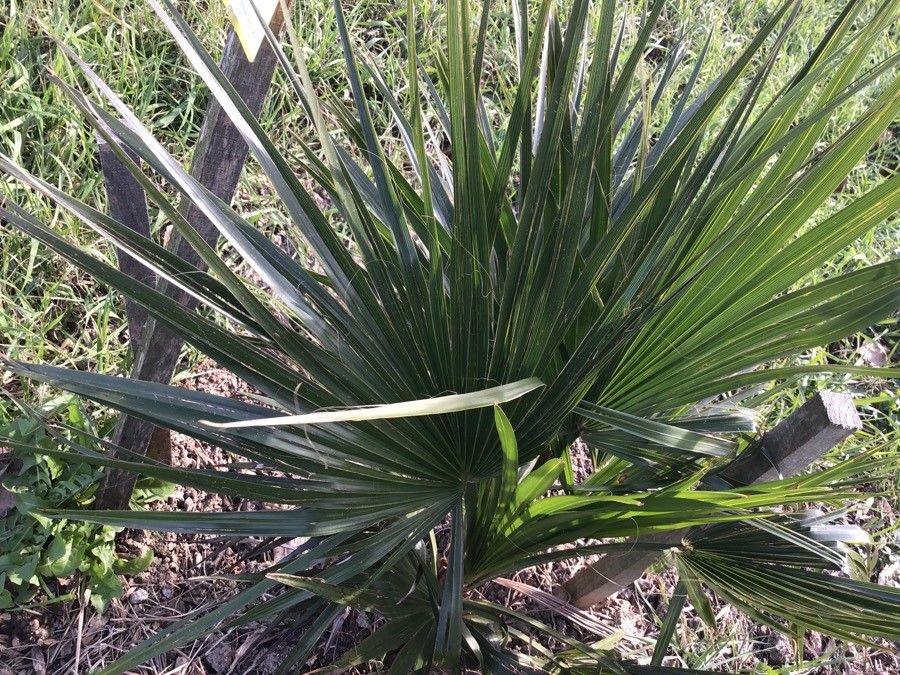 Brahea brandegeei leaf