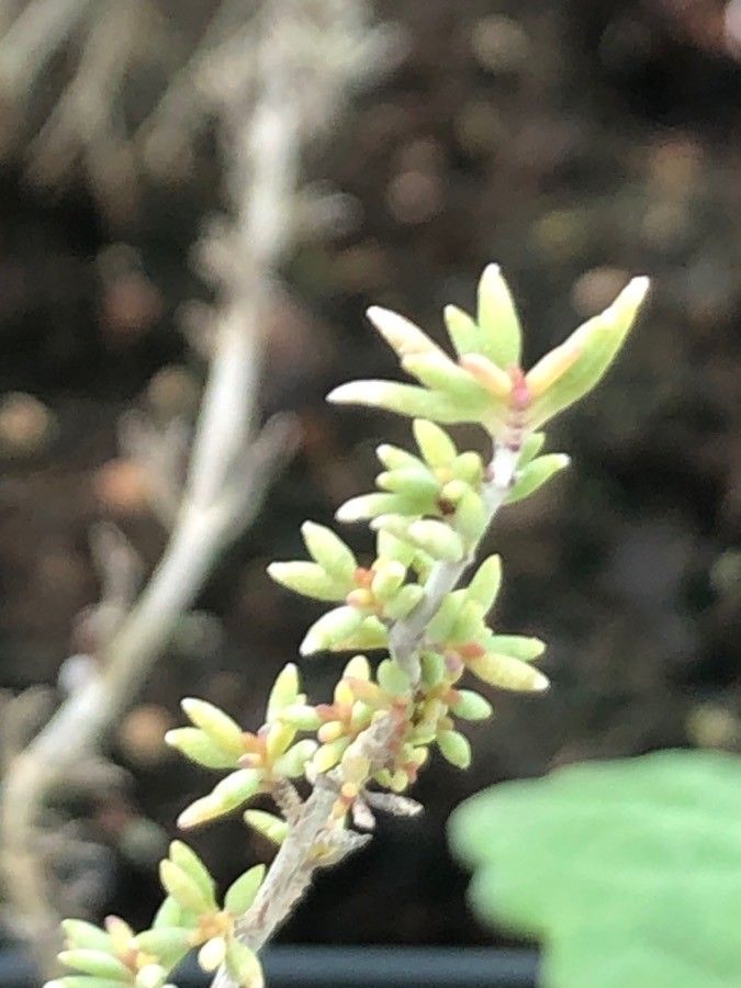 Thymus moroderi — search result for 'Lavandula'