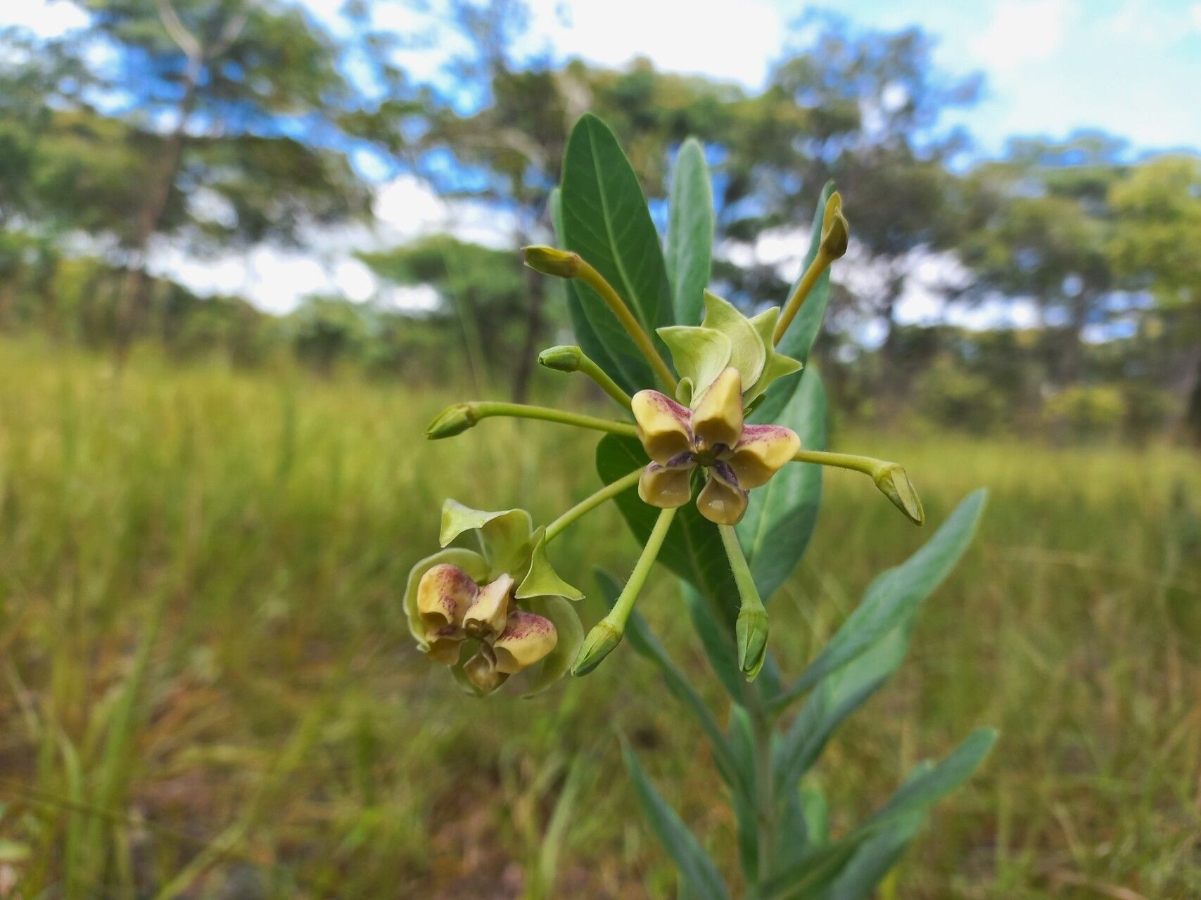 Gomphocarpus praticola — houseplant care guide