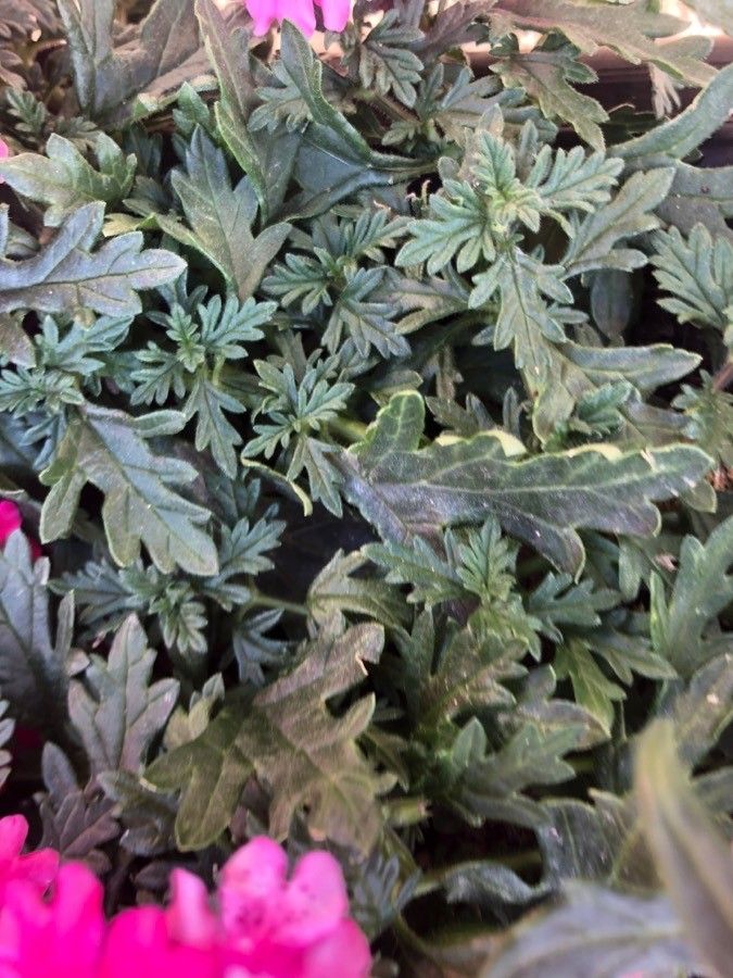 Verbena x hybrida leaf