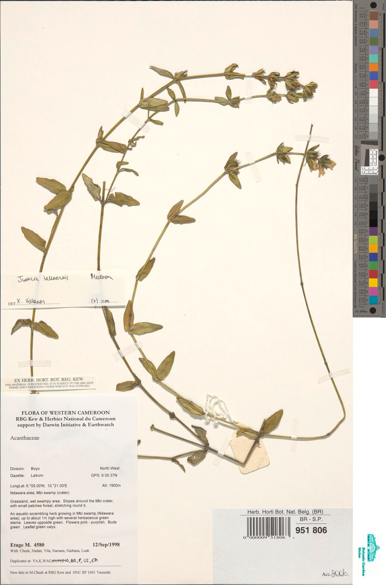 Justicia telloensis — houseplant care guide