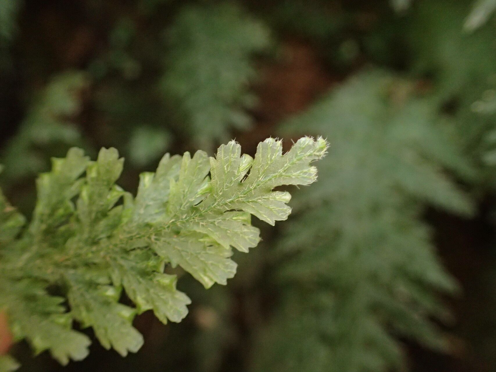 Trichomanes alatum leaf