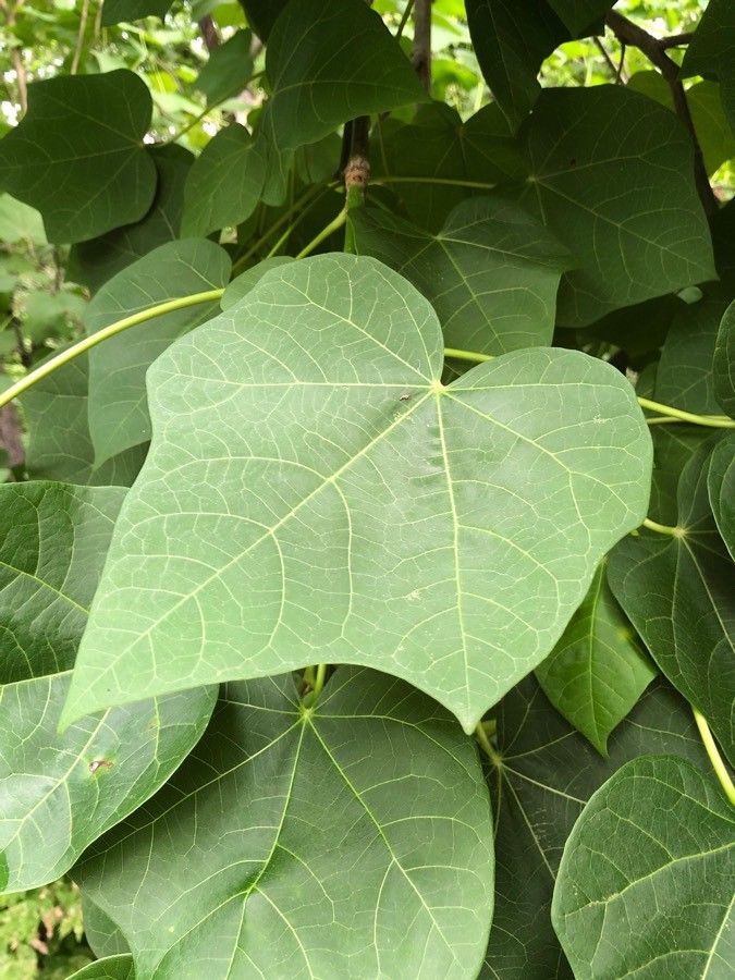 Jatropha curcas — search result for 'Euphorbiaceae'