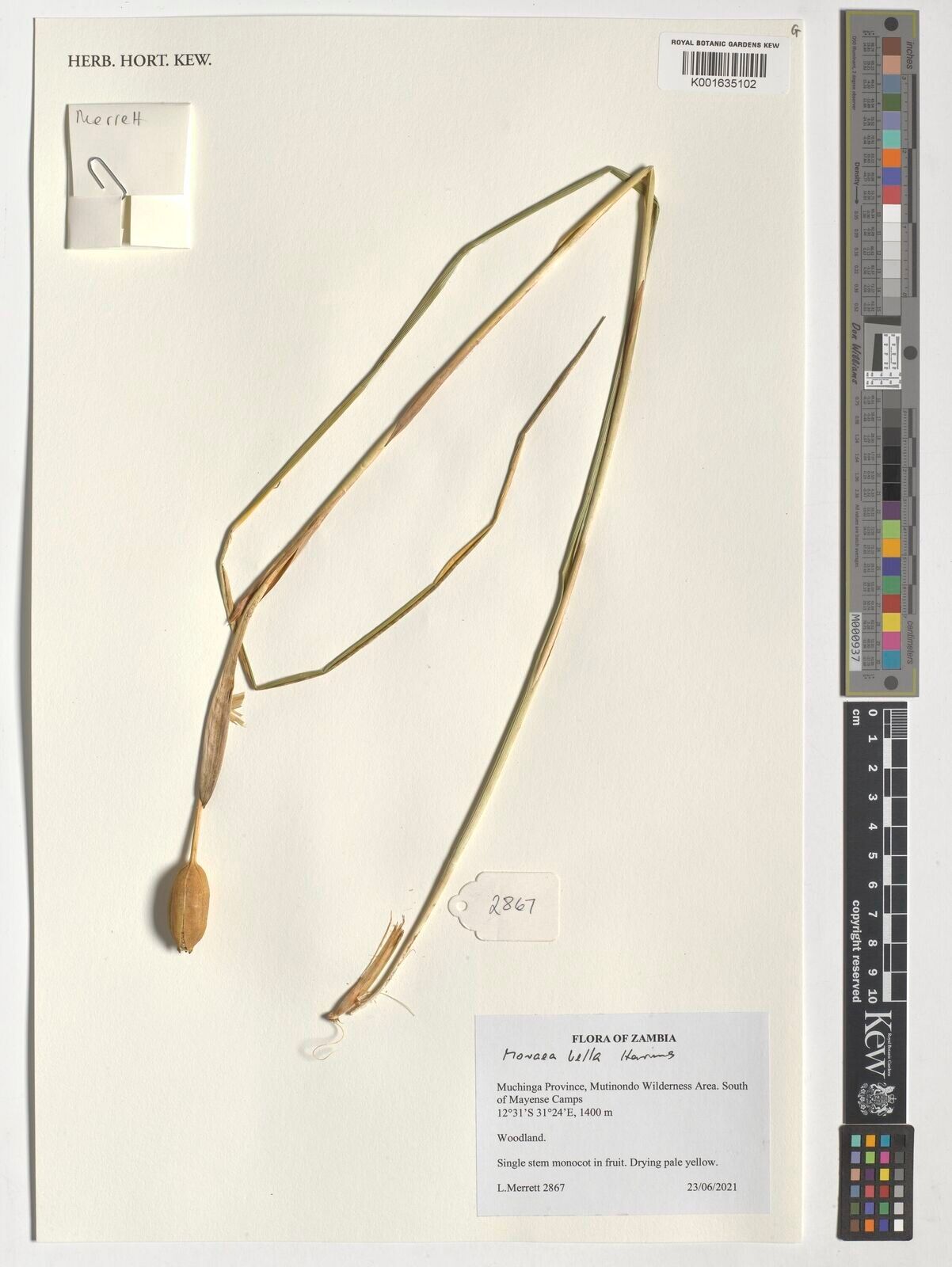 Moraea bella — houseplant care guide