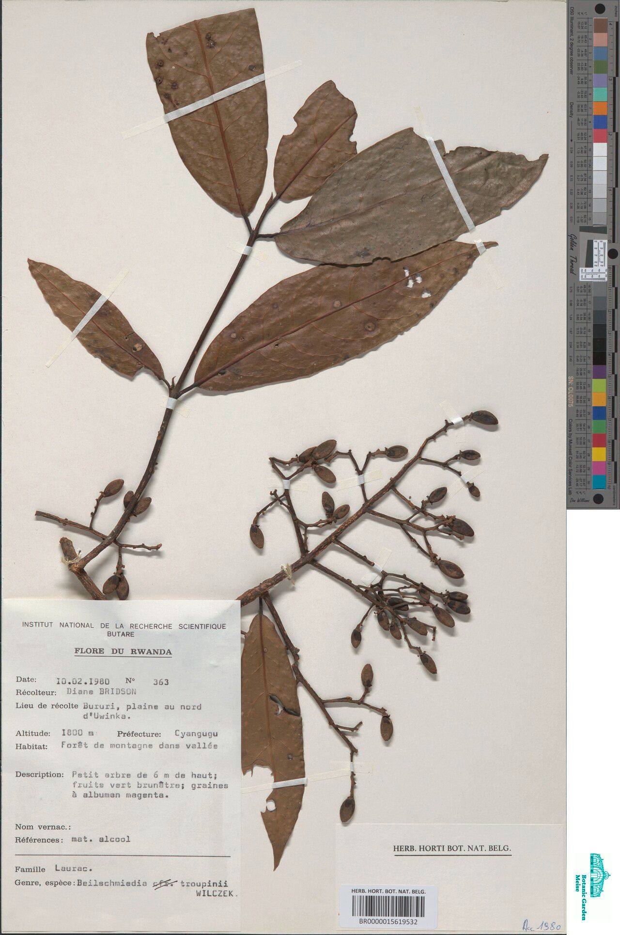 Beilschmiedia troupinii — houseplant care guide