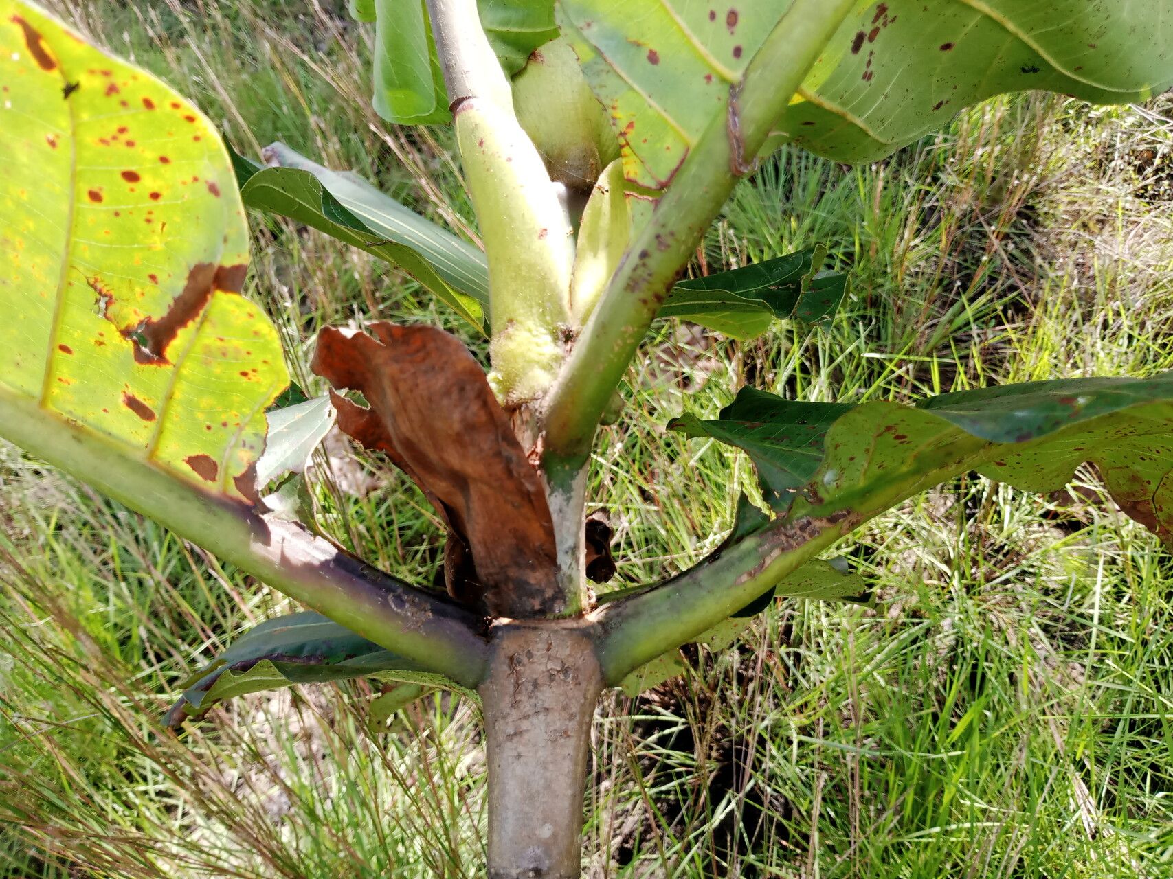 Mitragyna ciliata — related species from the same genus