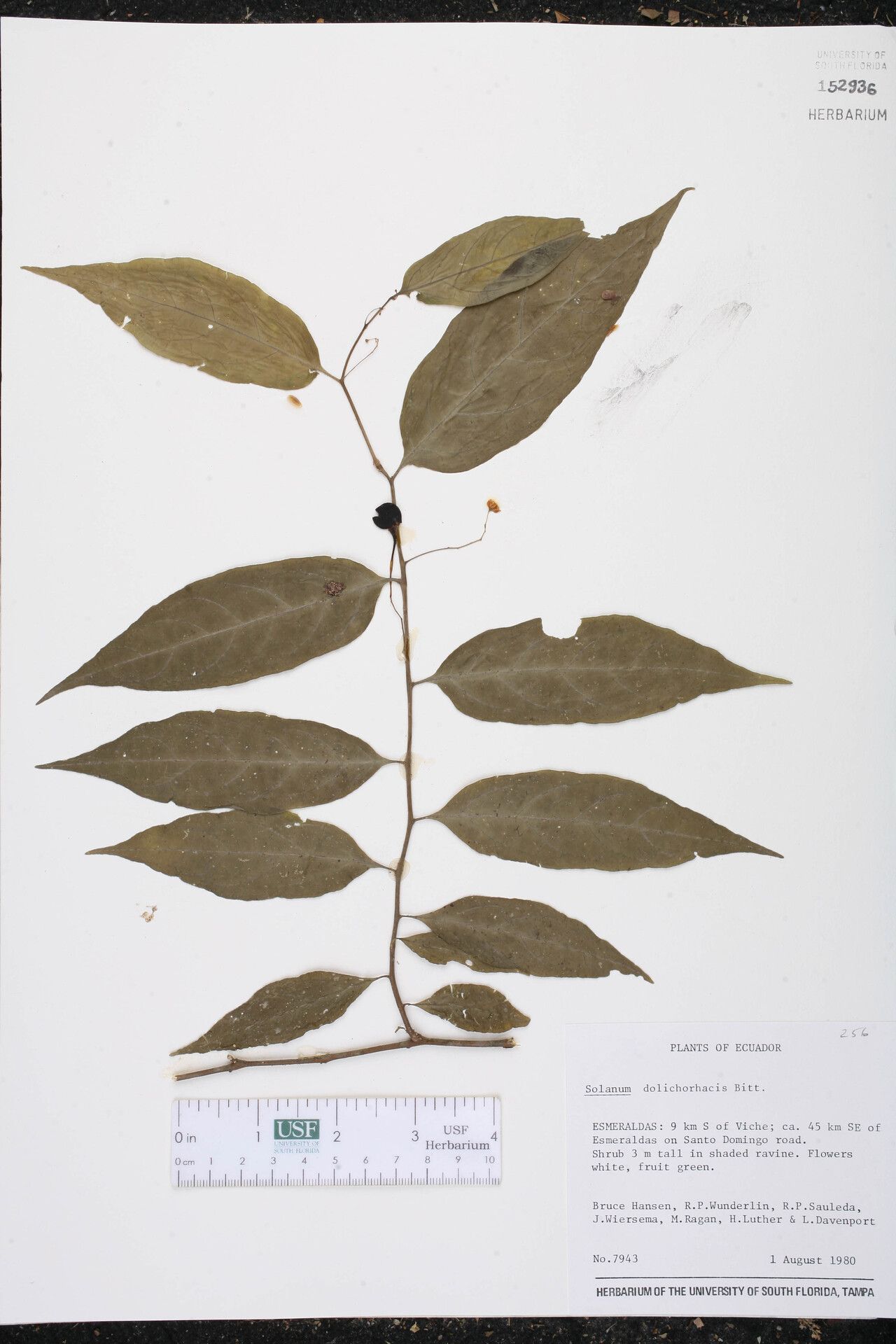 Solanum dolichorhachis — houseplant care guide