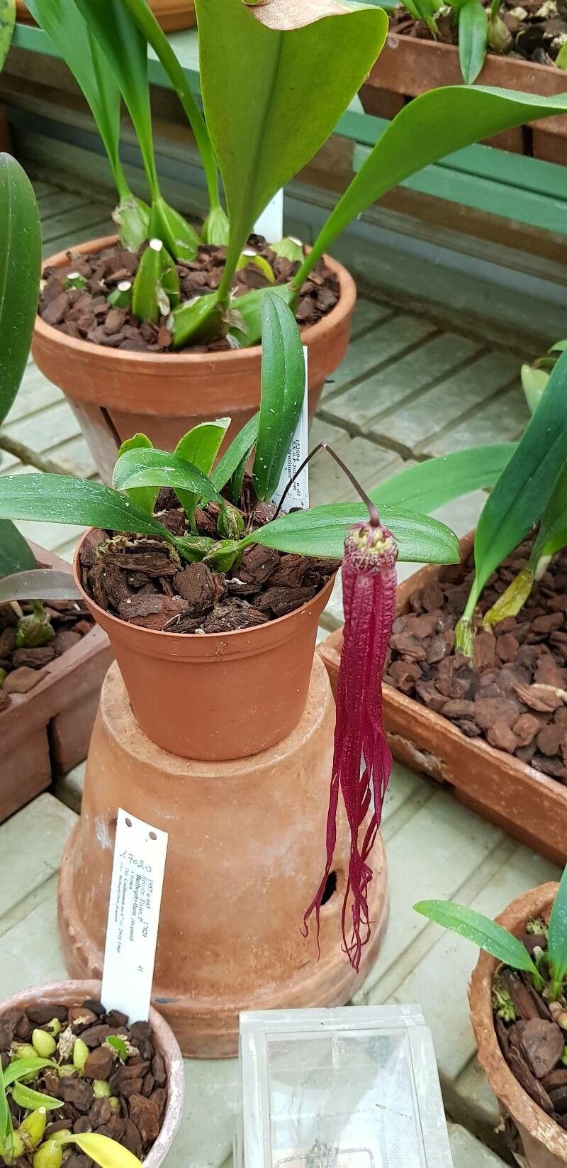Bulbophyllum habrotinum habit