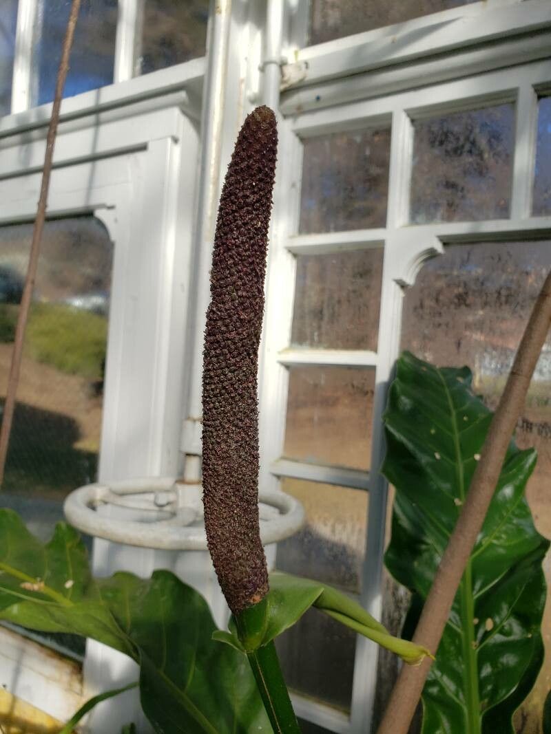 Anthurium harrisii other