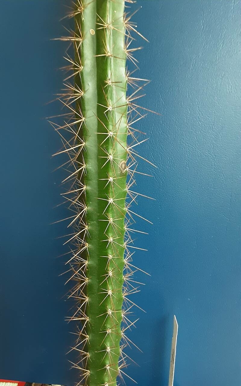 Pilocereus curtisii habit