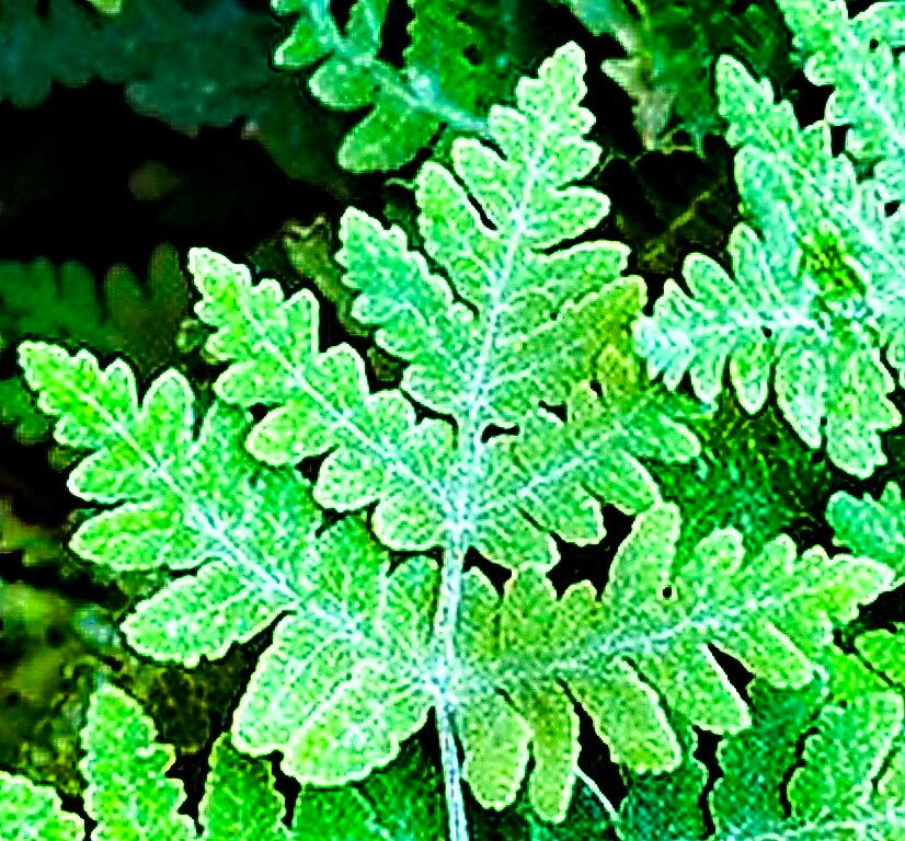 Hemionitis pallida — houseplant care guide