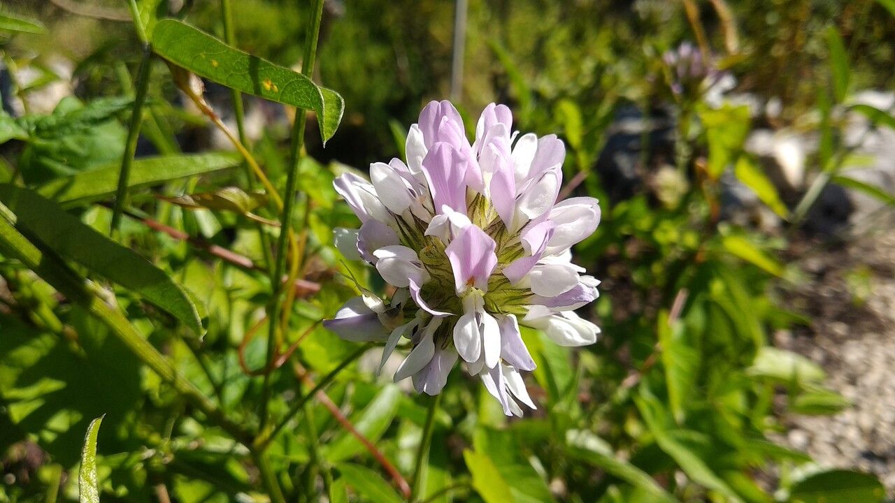 Bituminaria morisiana flower