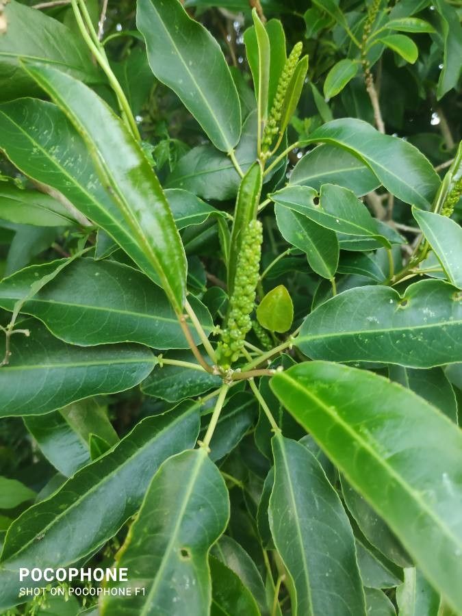Sapium glandulosum flower