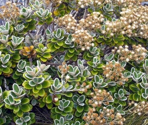 Brachyglottis bidwillii — related species from the same genus